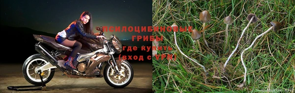 ГАЛЛЮЦИНОГЕННЫЕ ГРИБЫ Алексин